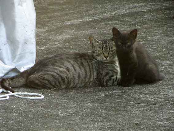 我が家のニャンコ♪2016/07/29-4