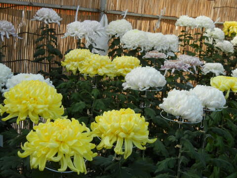 池上本門寺 菊花展