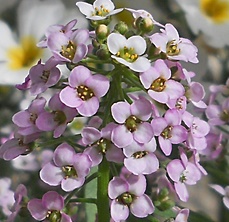 アリッサム薄紫..JPG