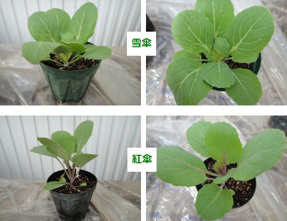 葉ボタンの成長の様子（４６日目）