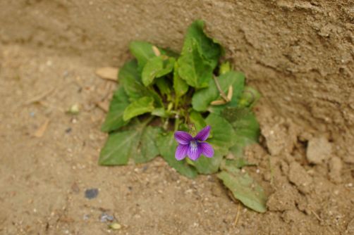 4_11_12gv06174 - コピー.jpg