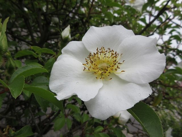 一重の薔薇ナニワノイバラ 私のゆるやかな日々 楽天ブログ