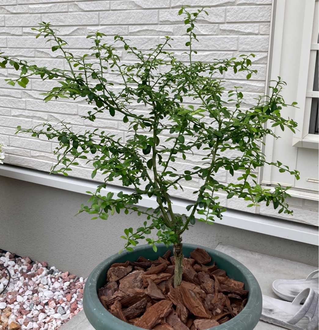 果樹剪定とトゲ切り ラビットアイ系 ブルーベリー栽培記録 楽天ブログ