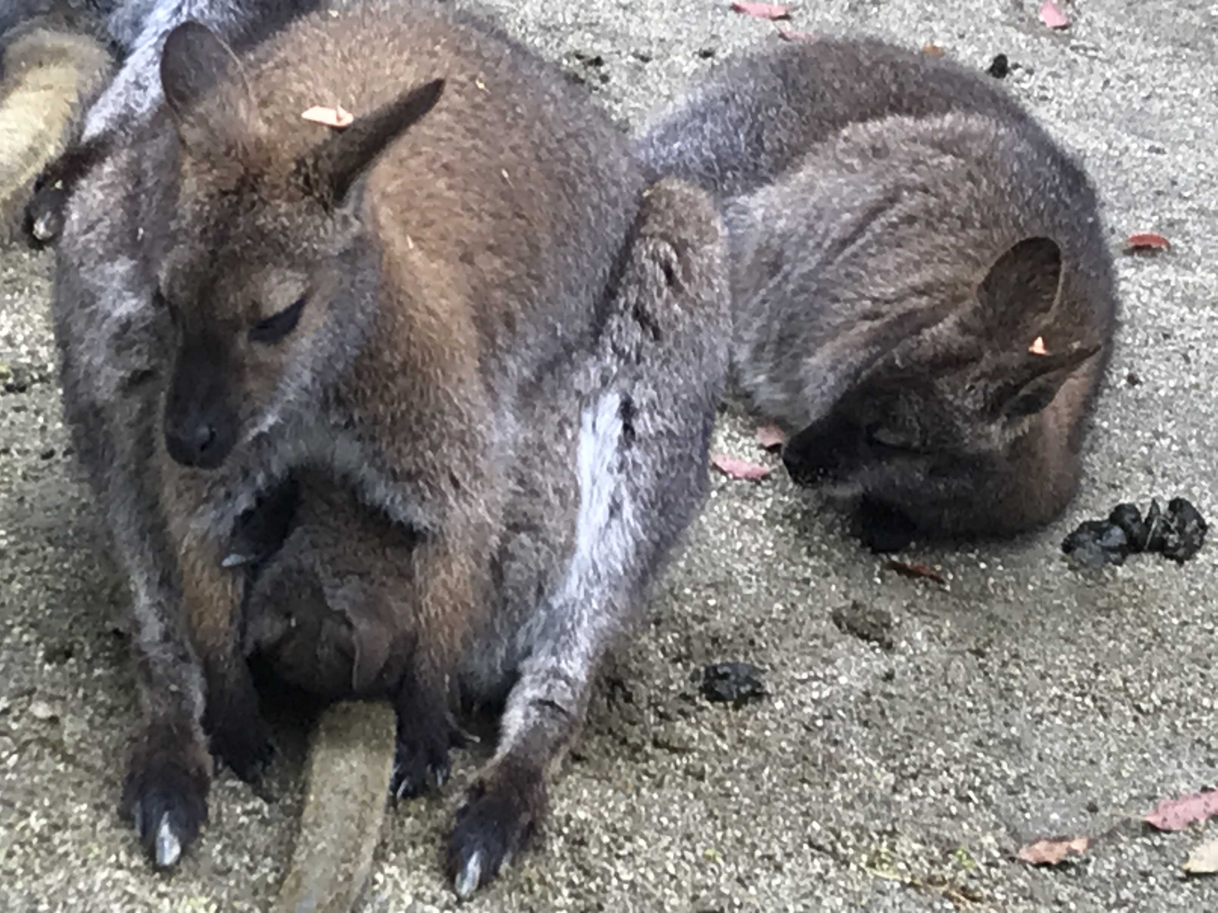ベネットアカクビワラビーの赤ちゃん 今日は誰と会えるかな だいたい東山動植物園 楽天ブログ
