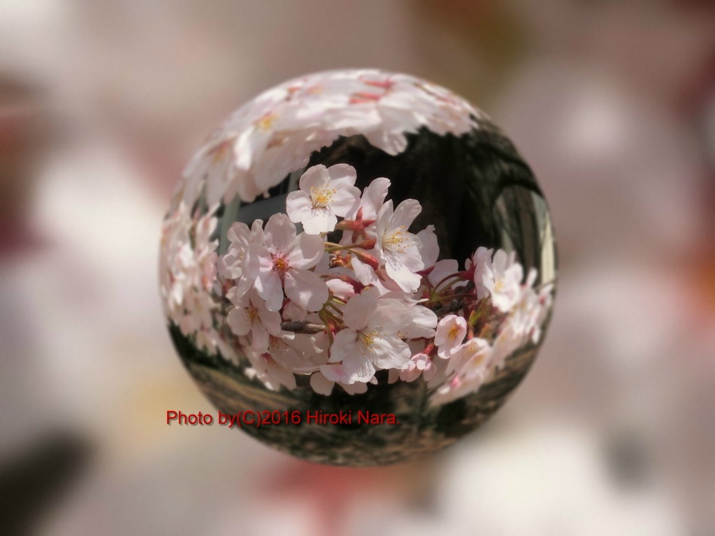 光景　sight0544 桜　サクラ　cherry blossom 春　spring　宙玉