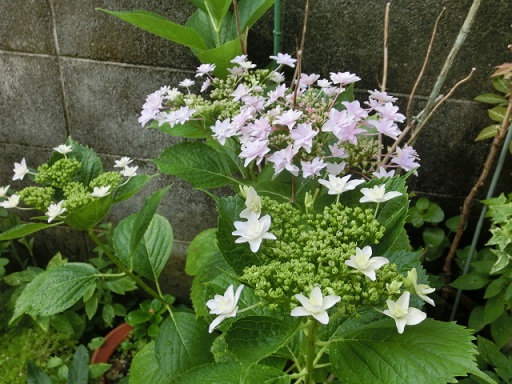 CIMG0764.JPG