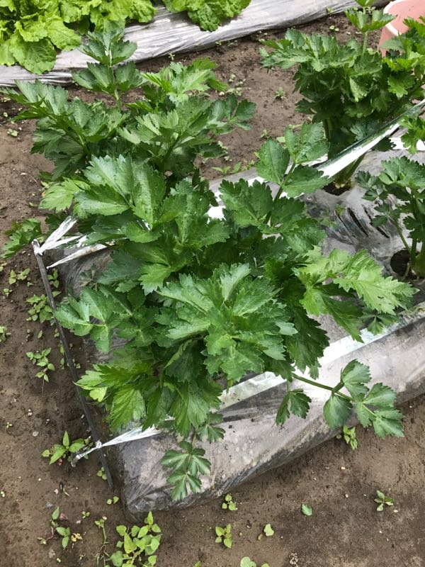 北海道でセロリ栽培 脇芽かき 北海道de菜園生活 楽天ブログ