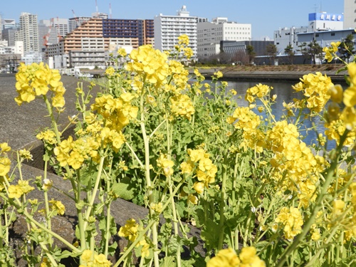 しながわ花海道にて