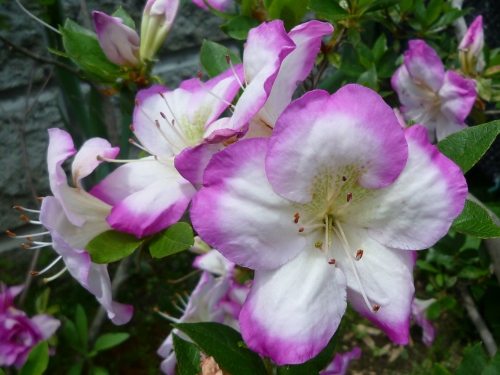 P1150194 (500x375).jpg