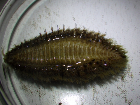 コガネウロコムシ科（Aphroditidae）の一種15　深海生物