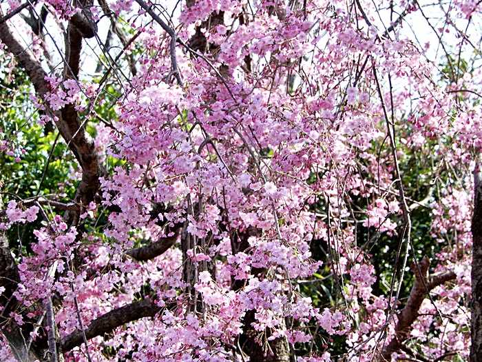 枝垂れ桜5