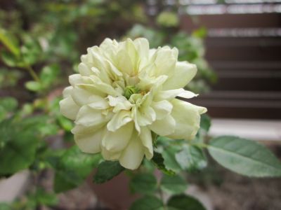 IMG_3483.JPG