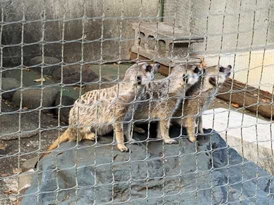 相模原麻溝公園 ふれあい動物広場 えみんちゅ 楽天ブログ