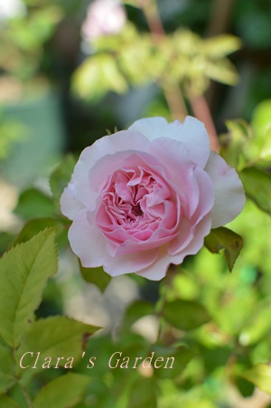 DSC_0003.JPG
