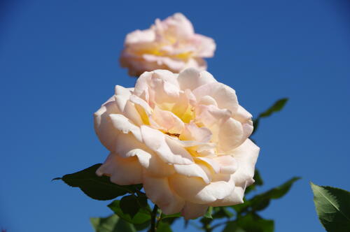 生田緑地ばら苑の秋薔薇