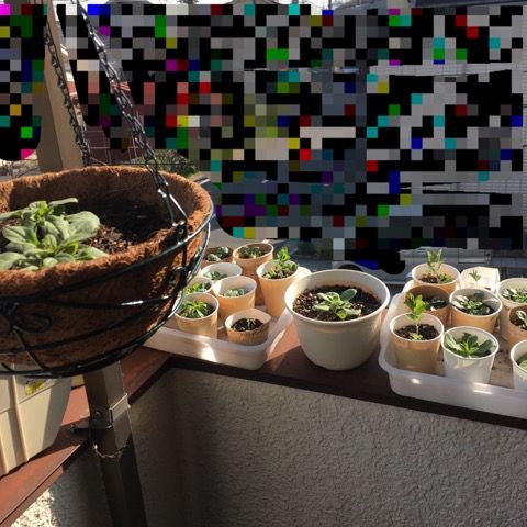 ペチュニア定植と本日のパンジー ビオラ 花いっぱい咲かせたい 楽天ブログ