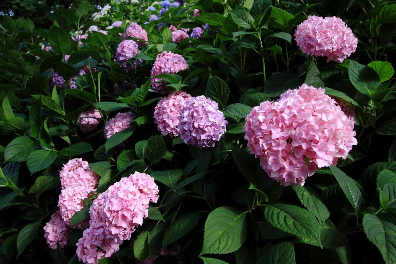 紫陽花園_004.jpg
