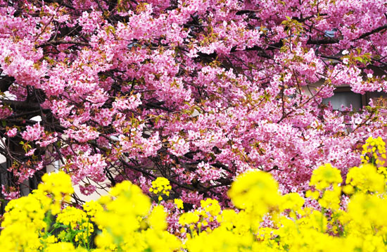 桜