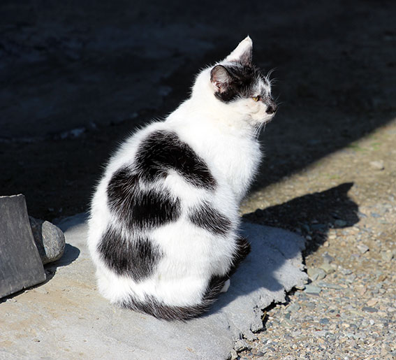 我が家のニャンコ♪2015/1/18-2