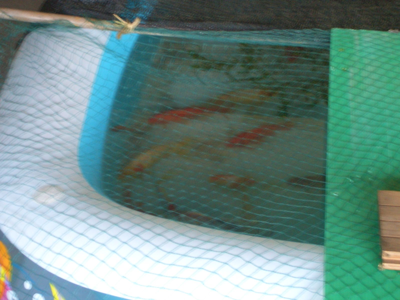 金魚の一時避難場所はプール 古民家ライフスタイル 楽天ブログ