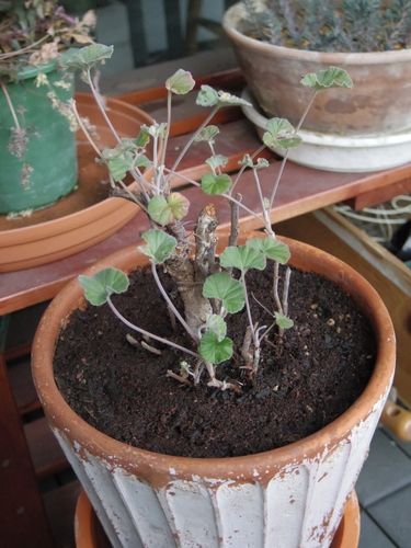 今日も植え替え やぶ庭造り 楽天ブログ