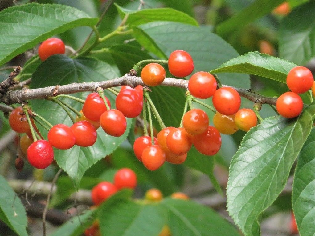 525
