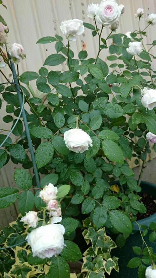 rblog-20160510094419-04.jpg