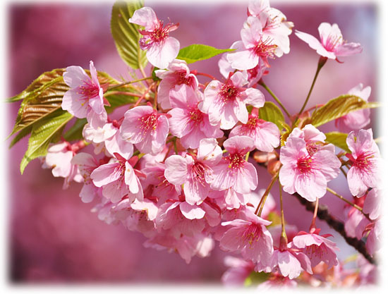 桜２