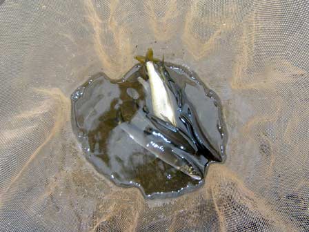 120609釣果.jpg
