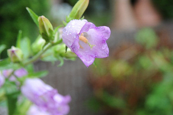2011.5.30 005.JPG