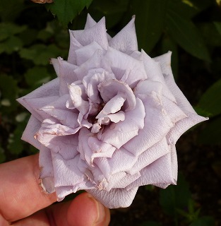 P1260550-ass.jpg