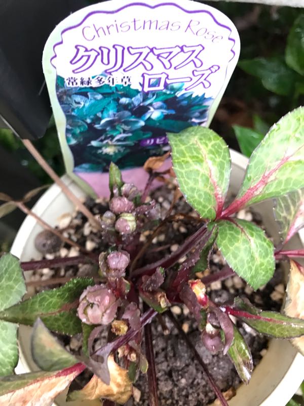 rblog-20190419193912-02.jpg