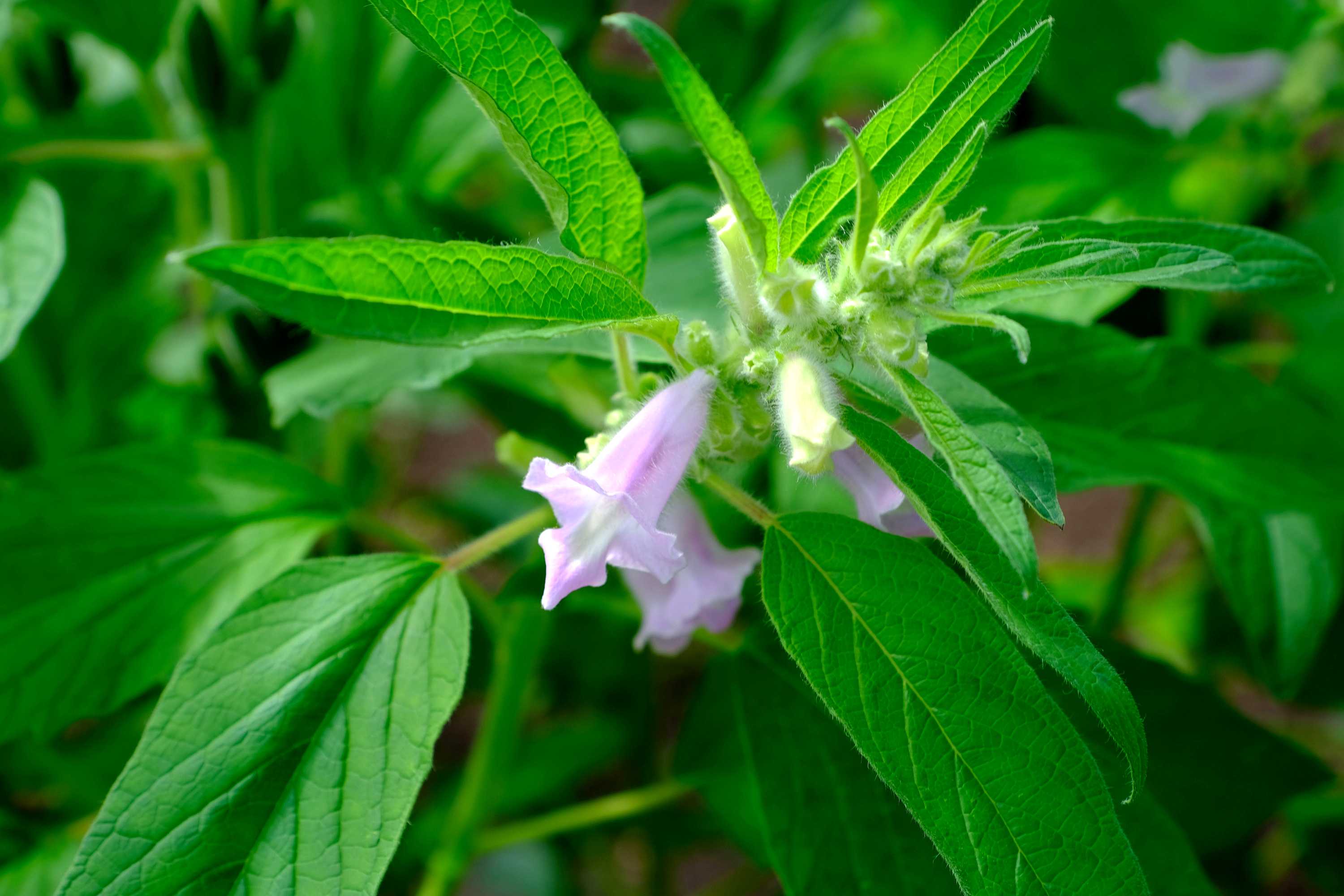 ヘビウリの実 ゴマの花 南風のメッセージ 楽天ブログ ヘビウリの実 ゴマの花 南風のメッセージ 楽天ブログ