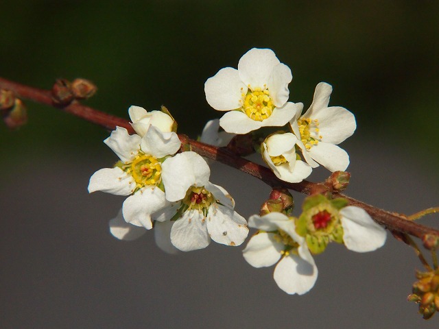 P2030094.jpg