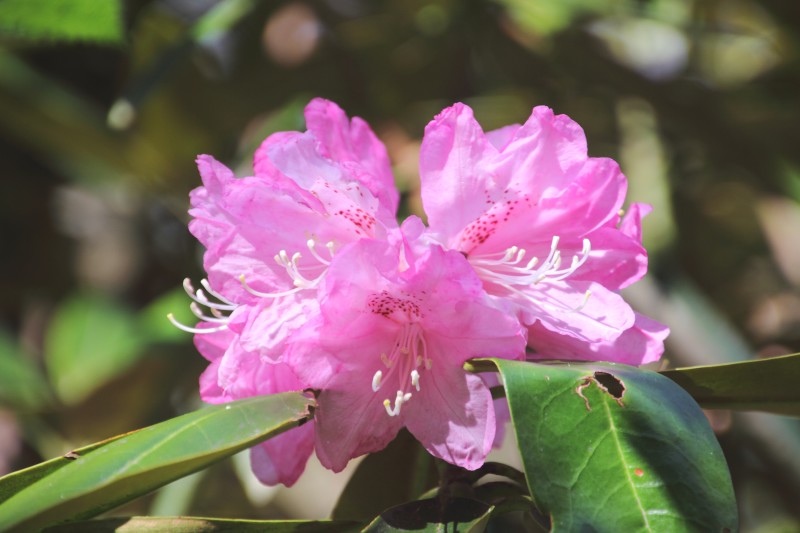 金剛山の花々_005.jpg