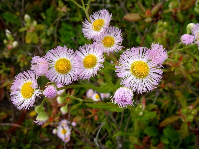 4月22日 今日の一花 ハルジオン 春紫苑 Gazengamaのブログ 散歩中に出合った花と趣味の陶芸作品 楽天ブログ