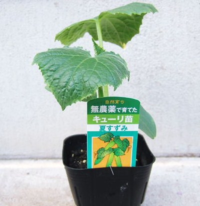 キュウリ