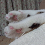 開いた肉球