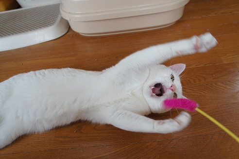 DSC00806-1.jpg