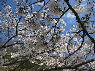 sakura