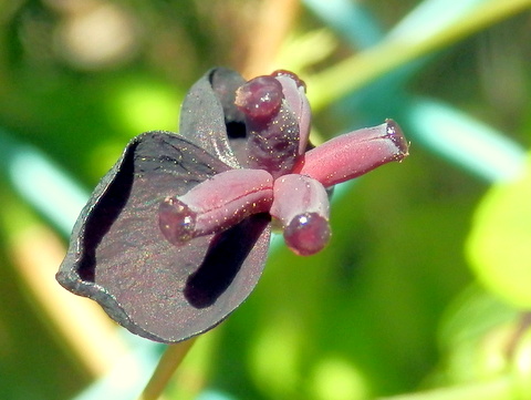 アケビの雌花