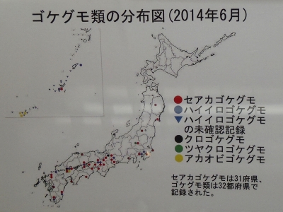 大阪市立自然史博物館2014年8月上旬19　ゴケグモ類の分布図