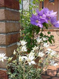 P1290509ss.jpg