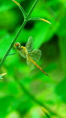 アカネトンボ　2　7.18　2016　ｐ