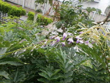 new_P7281611ふじ
