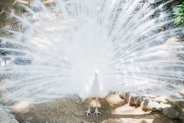 12ページ目の記事一覧 私設見逃してもいい動物園 楽天ブログ