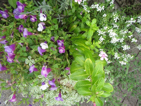 花１０寄せ植え.jpg