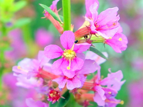 ミソハギの花・拡大