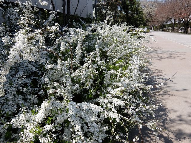 雪柳1598.jpg