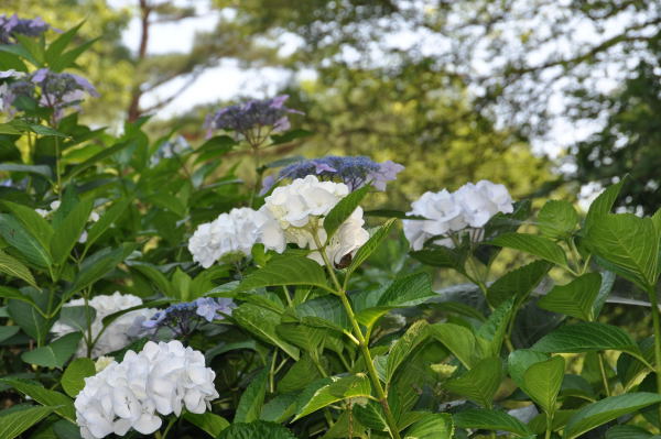 菖蒲・紫陽花